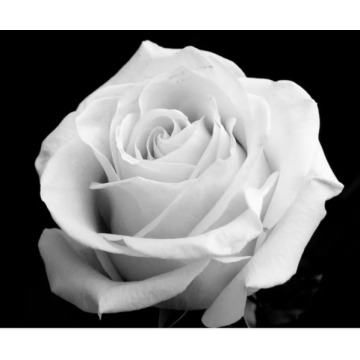 Photo of EDITH STIMPSON