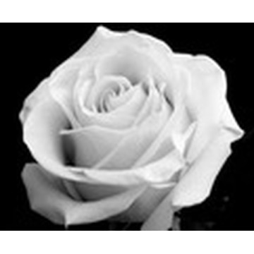 Photo of JOSEPHINE MOFFAT