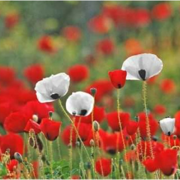 Photo for notice GARY JOHN LAWSON