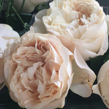 Notice Gallery for IRENE YATES