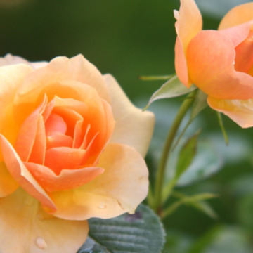 Notice Gallery for IRENE YATES