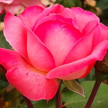 Notice Gallery for MARGHERITA PICARDO