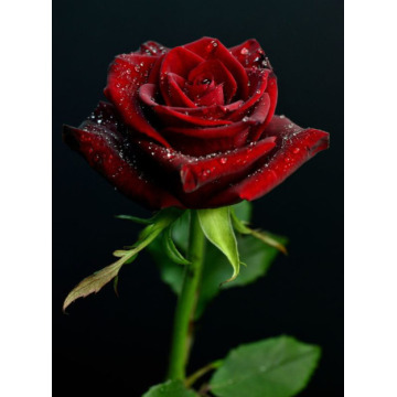 Photo of Sandra Catherine LEWIS