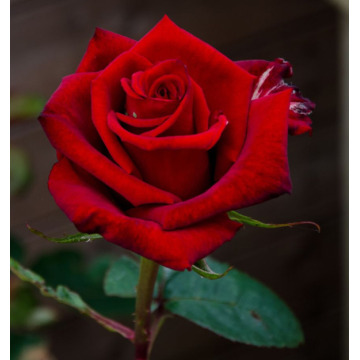 Photo of STEVEN MOFFAT