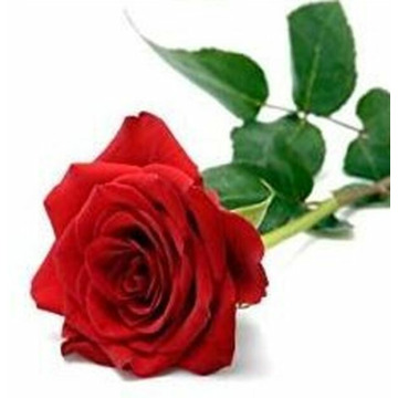 Photo of RALPH IRVINE