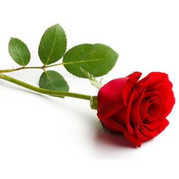 Photo of DAPHNE STRANGE