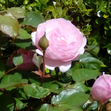 Notice Gallery for MARY THERESA CRUMMY