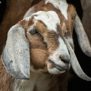 Photo of SANDRA DAWN STEVENSON