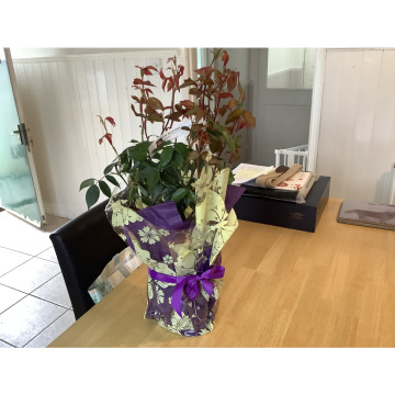 Photo for notice Diana Frances Mary HORWOOD (BAKER)