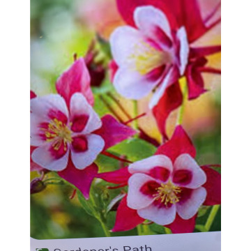 Photo for notice Ivan John DEXTER