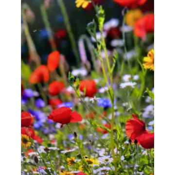 Photo for notice Ivan John DEXTER