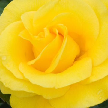 Photo for notice Shirley Nita Yvette SKYRME