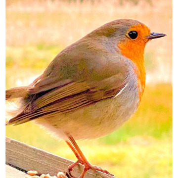 Notice Gallery for Norman BROADY