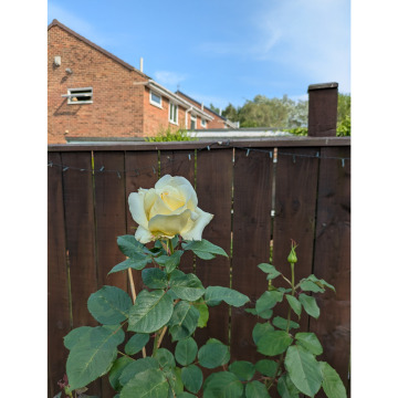 Notice Gallery for Brenda Anne BARTLETT