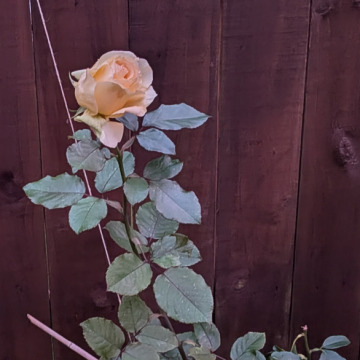 Notice Gallery for Brenda Anne BARTLETT