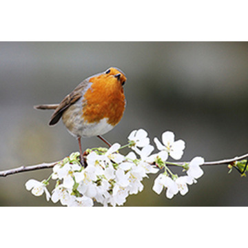 Notice Gallery for Rupert SMITH