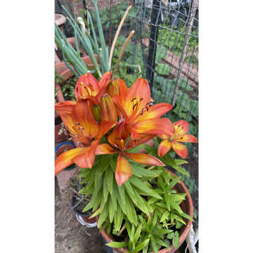 Notice Gallery for Gordon BENNETT