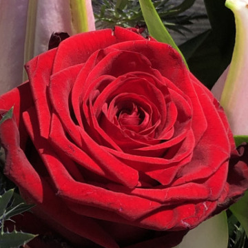 Notice Gallery for Judith Margaret GREENSHIELDS