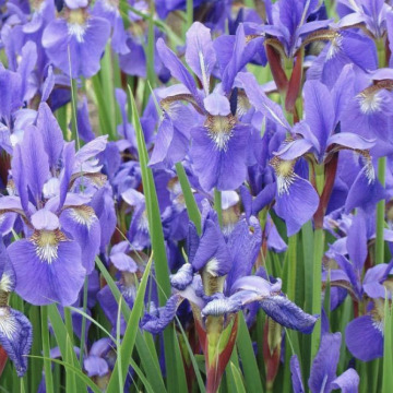 Photo of Iris TAMS