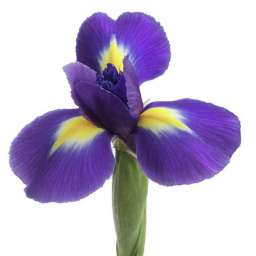 Notice Gallery for Iris TAMS