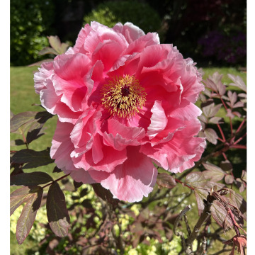 Photo for notice Gwylfa JONES