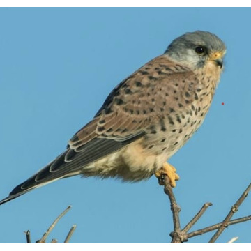 Notice Gallery for Paul MORRIS