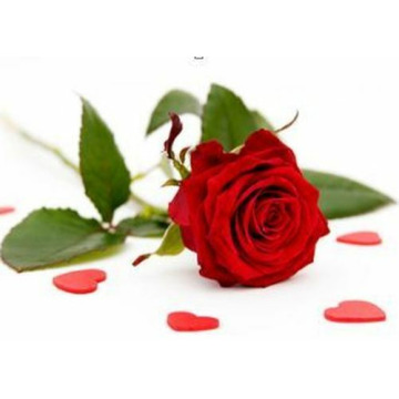 Notice Gallery for Dorothy Joan BERESFORD