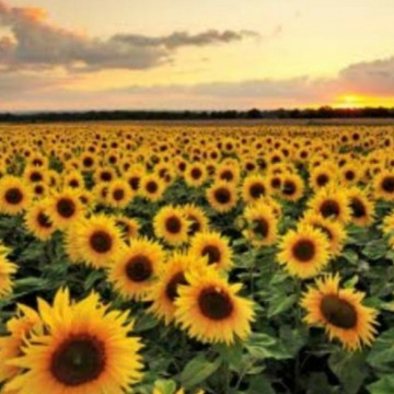 Notice Gallery for Glenys PALLISTER