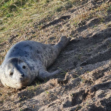 Notice Gallery for Tom PEARMAN