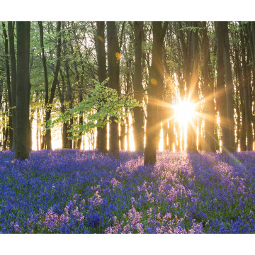 Photo of Ethel CARRUTHERS