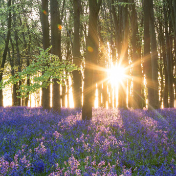 Photo of Ethel CARRUTHERS