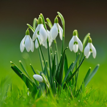 Photo of Margaret JENKINS