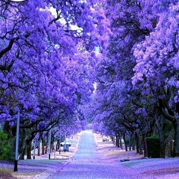 Notice Gallery for Steve  Harley 