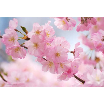 Notice Gallery for Steve  Harley 