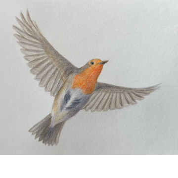 Notice Gallery for Philip Robin BSc (Hons) MOGRIDGE