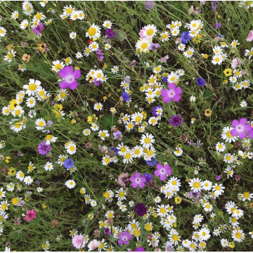 Notice Gallery for Maria HEMP