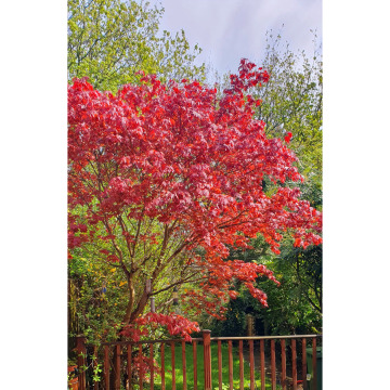 Photo for notice Norman COWAP