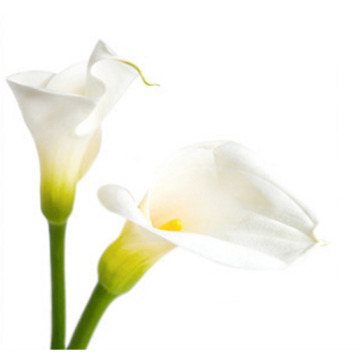 Photo of Menna LEWIS