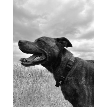 Notice Gallery for Julie BOS-SAUNT