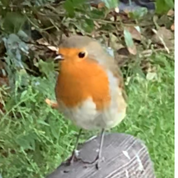 Notice Gallery for Mary GOODMAN