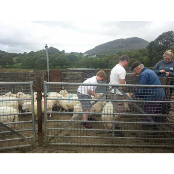 Photo of Dafydd ROWLANDS