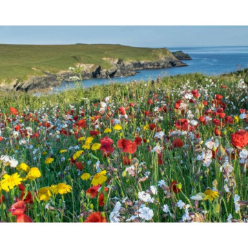 Photo of Isobel LEDINGHAM - (BARBARAVILLE)