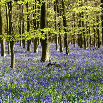 Photo of Jeanette BUCHANAN