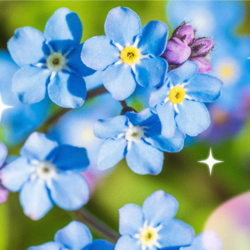 Notice Gallery for Edna Frances COWLEY