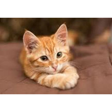 Photo of Johanne Margaret YEATES