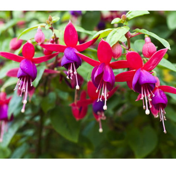 Notice Gallery for Robert Michael CUBITT