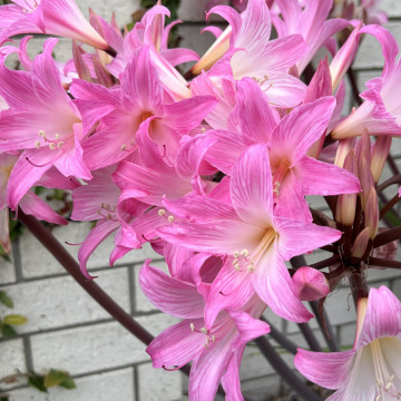 Notice Gallery for Stephanie PADBURY