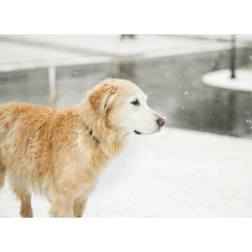 Notice Gallery for Peggy HUTCHINS