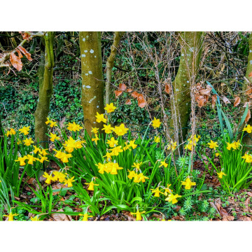 Notice Gallery for John David PIZZEY