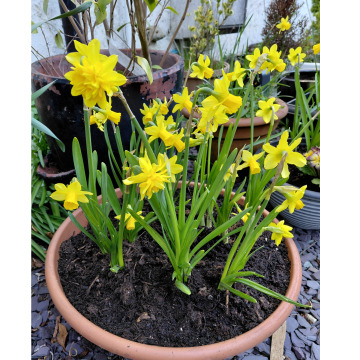 Photo of Leslie TOTTY